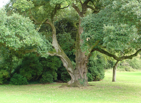 Holm Oak