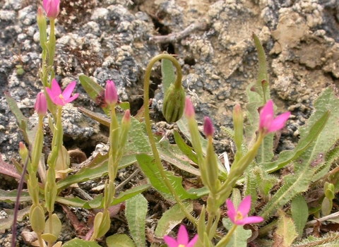 Lesser Centaury