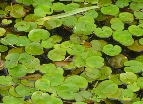 Frogbit