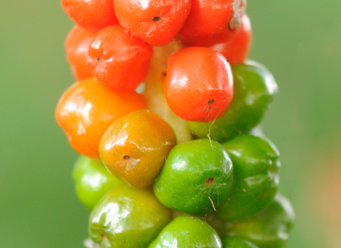 Lords-and-ladies berries