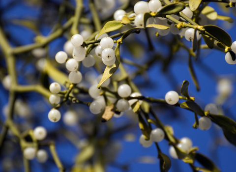 Mistletoe Berries, Mistletoe Seeds, White Berries on Mistletoe, White Berry  Seed on Mistletoe 