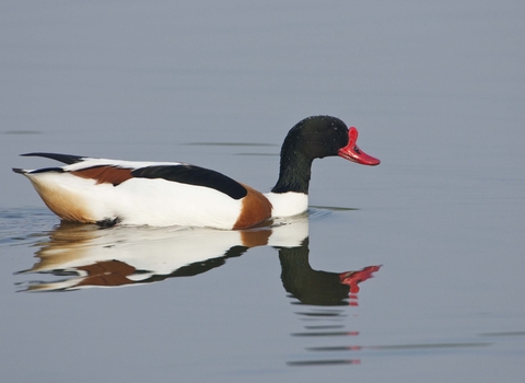 Shelduck