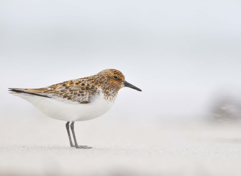 Sanderling