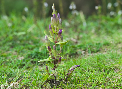 Autumn Gentian