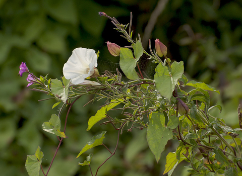 Hedge Bindweed