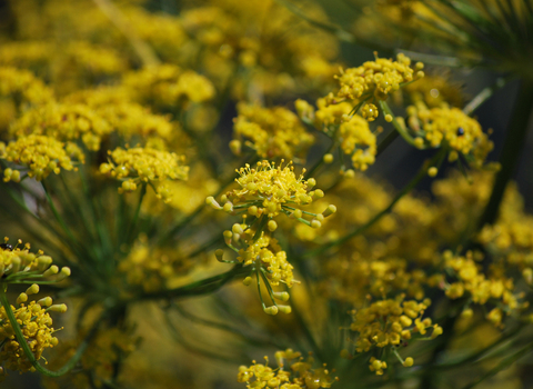 Fennel