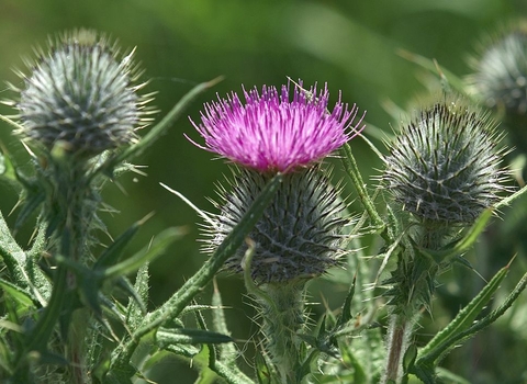 Spear Thistle
