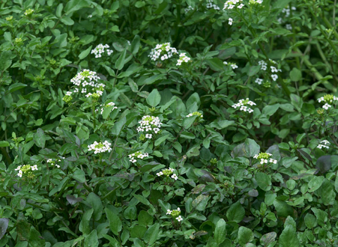 Water-cress