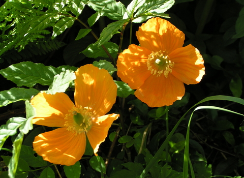 Welsh Poppy