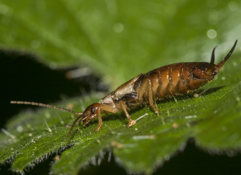 Common Earwig