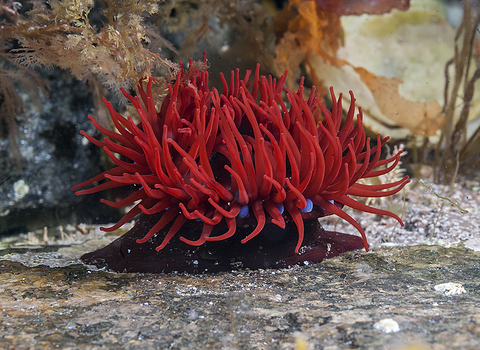 Beadlet Anemone