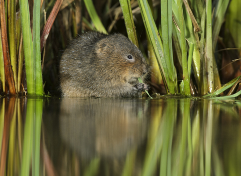 Water Vole Terry Whittaker/2020VISION