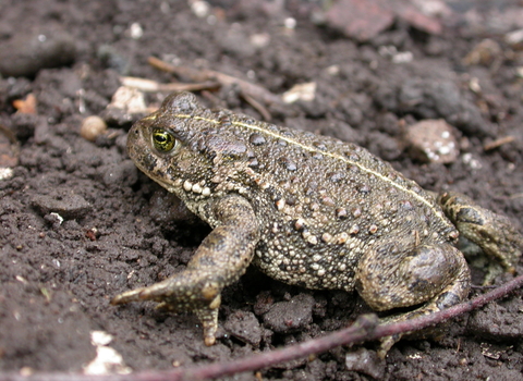 Natterjack Toad Philip Precey