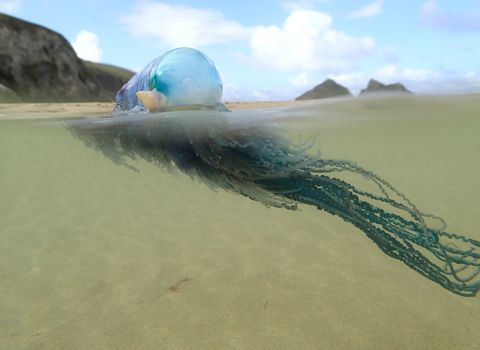 Portuguese man o' war