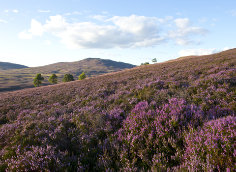 Heather moorland in bloom