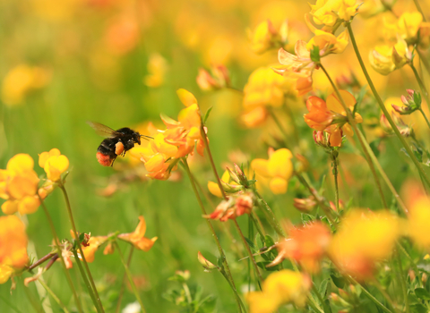 Are honey bees, wild bees still in trouble?