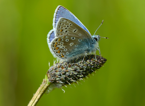 Blue butterfly the wildlife trusts