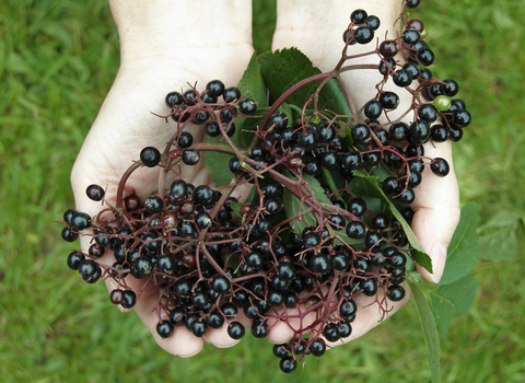 Elderberries held in hands over a grassy lawn, The Wildlife Trusts