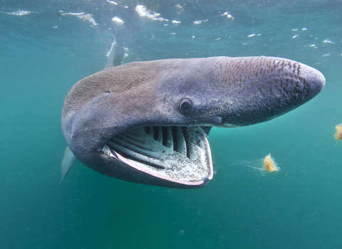 Basking shark, The Wildlife Trusts