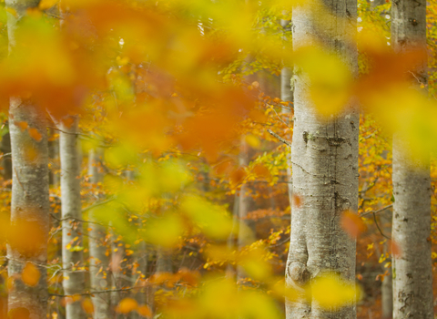 Common beech woodland in autumn, the Wildlife Trusts