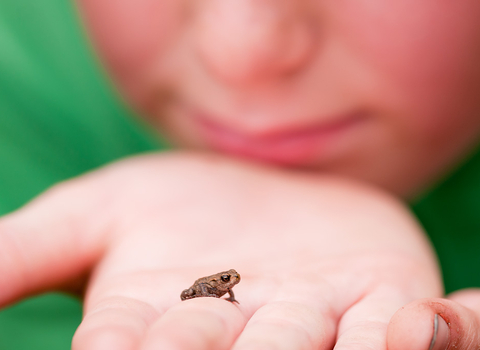 baby toad