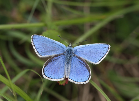 Adonis blue