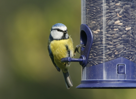 blue tit seed