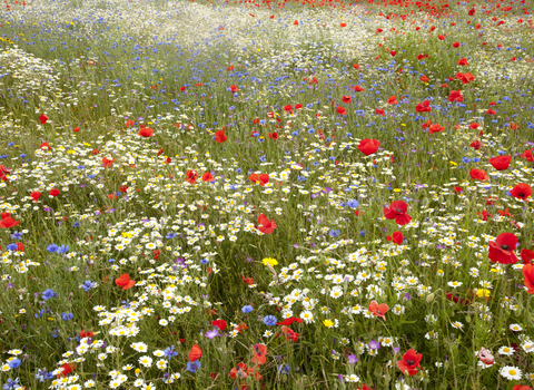 Wildflower meadow, Paul Hobson