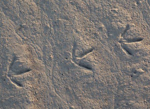 sheep footprints