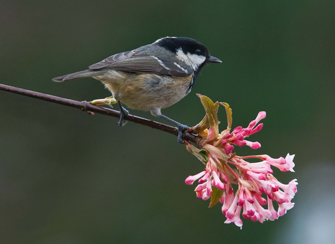 Wildlife Gardening | The Wildlife Trusts