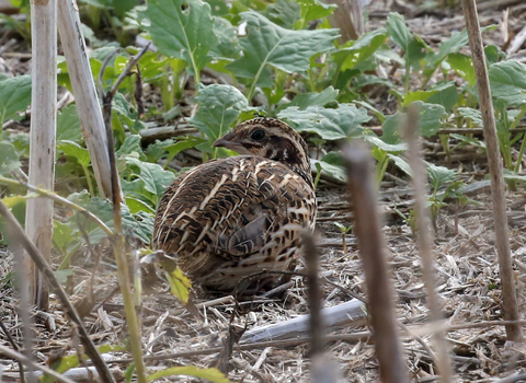 Common quail