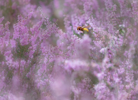 Have you found a hornet? | The Wildlife Trusts