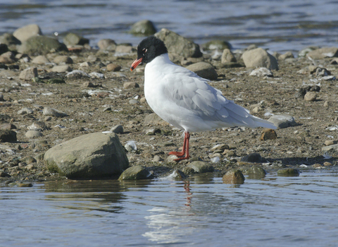 Mediterranean gull