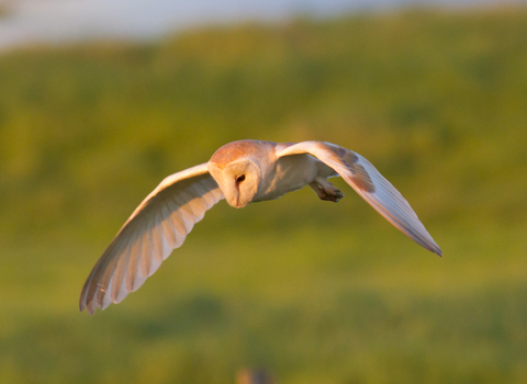 Barn owl hunting