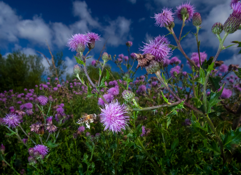 Bee at Gwent Levels