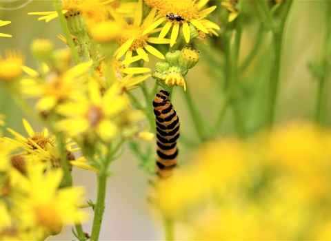 Cinnabar moth caterpillar