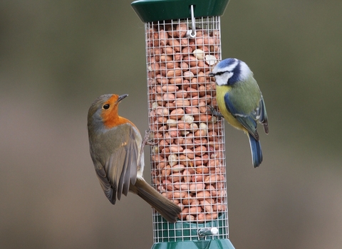 vine house farm bird feeders