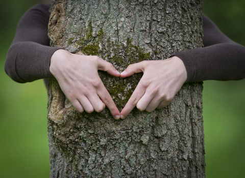 tree heart