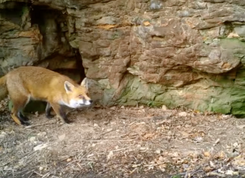 Fox on a camera trap