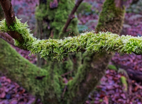 moss