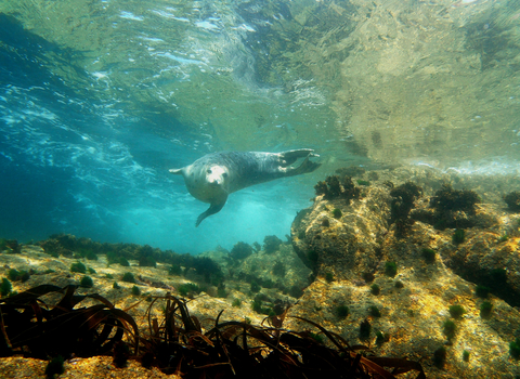 Underwater Atlantic Grey Seal