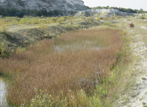 Schoenoplectus lacustris