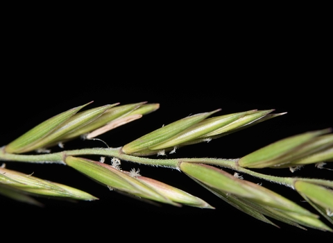 Elymus repens, Couch-grass