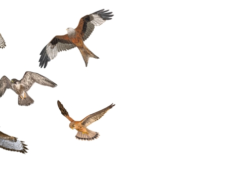 480px x 350px - Identify birds of prey | The Wildlife Trusts