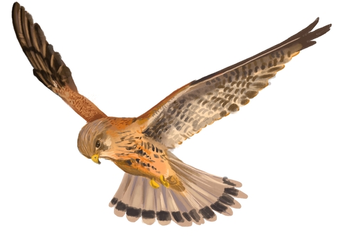 Kestrel