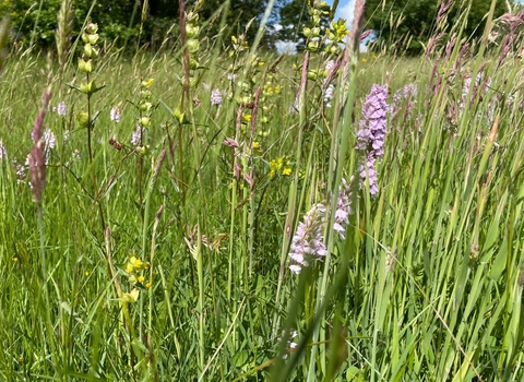 Wildflower meadow in Herefordshire © Emma Robertshaw