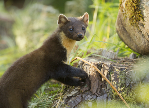 Pine marten