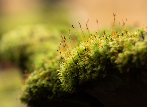 Mossy carpet on wall - Coed Crafnant