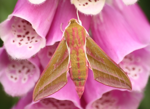 An elephant hawk-moth perched on the pink, tubular flowers of a foxglove. It's a large, olive-green moth with pink stripes