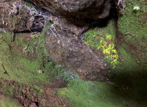 A patch of goblin's gold, a luminous green moss, growing on a cobweb covered stone wall